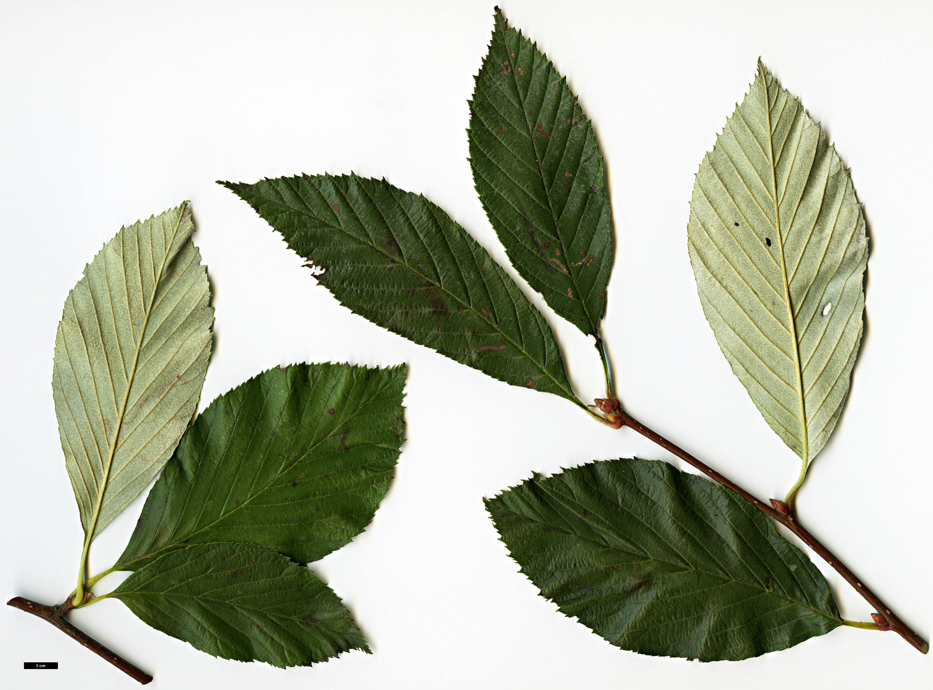 High resolution image: Family: Rosaceae - Genus: Sorbus - Taxon: ambrozyana